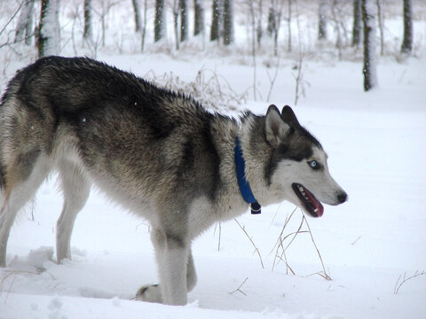 siberian husky dog