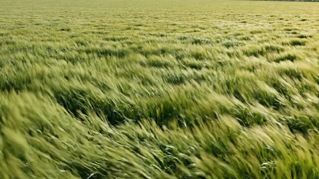 Wind rippling through grass. A serene landscape of tall grass rippling in broad waves as wind moves steadily across the field.