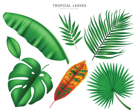 Tropical leaves isolated in white background, vector illustration

