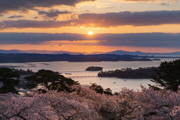 桜の松島西行戻しの松公園からの朝焼けの日本三景松島