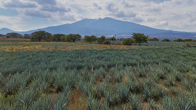 Aerial timelapse of vast blue agave plantations in the Tequila region of Jalisco, Mexico. These agave fields are cultivated for tequila production and represent traditional Mexican agriculture, landsc