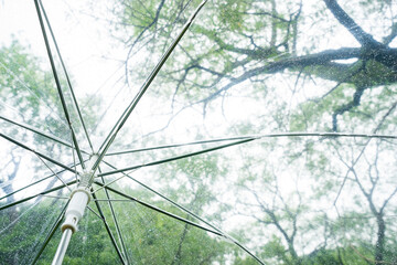 Looking up through transparent umbrella in the forest © macknimal