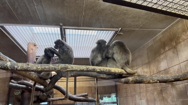 A group of Gelada monkeys sit on a wooden branch in an indoor enclosure at a zoo, engaged in social grooming and preening each other's fur under a sky window.