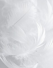 Macro shot of soft white feathers creating an abstract ethereal texture