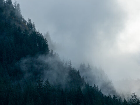 Misty Forest on Mountain Ridge Shrouded in Fog Over Dense Pines in Howe Sound