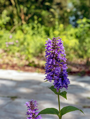 Obraz premium Selective focus of Nepeta grandiflora blue in the garden. Beautiful colorful purple flowers plant. Nature floral pattern texture background.