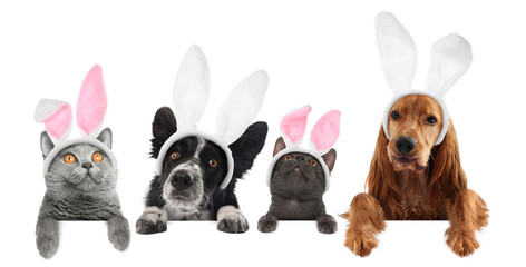 Obraz premium Cute dogs and cats with Easter bunny headbands peering out of banner on white background