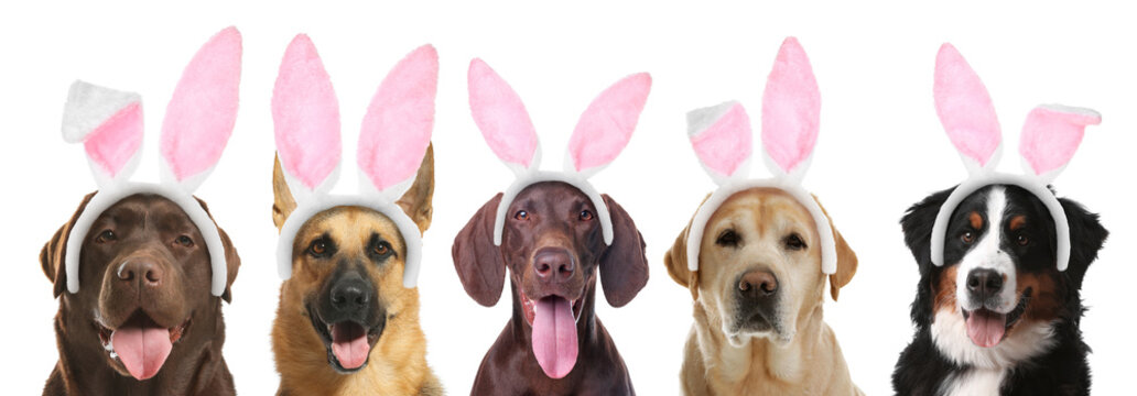 Cute dogs with Easter bunny headbands on white background