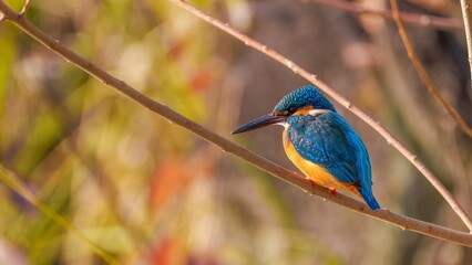 枝に止まってくつろぐカワセミのクローズアップ 鮮やかな青とオレンジの羽