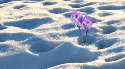 Beautiful violet crocus flowers growing through snow sparkling in sunlight. Banner design