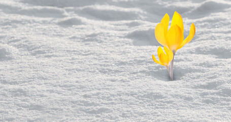 Beautiful crocus with yellow flowers growing through snow sparkling in sunlight. Banner design