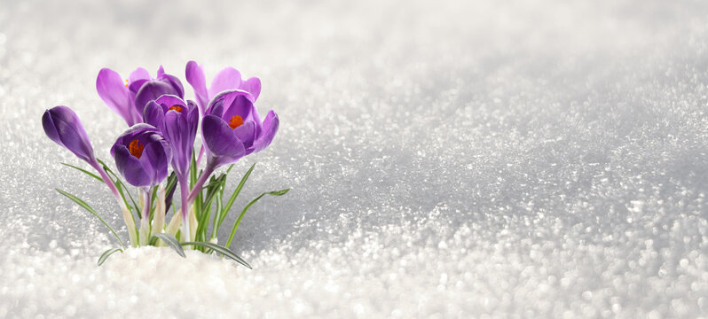 Beautiful purple crocus flowers growing through snow sparkling in sunlight. Banner design