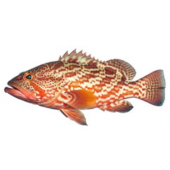 Fototapeta premium Colorful Grouper Fish Isolated on White.