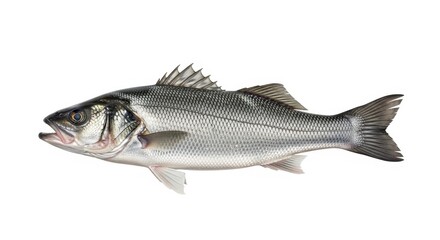 Isolated Gray Fish on White Background.