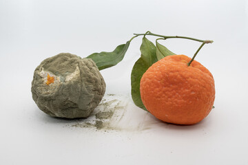 Fresh orange placed next to a rotten orange with mold, isolated on white background, visual contrast of food quality, freshness, spoilage and waste.