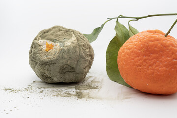 Fresh orange placed next to a rotten orange with mold, isolated on white background, visual contrast of food quality, freshness, spoilage and waste.