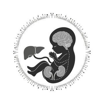 Digital Representation of Fetal Organ Development