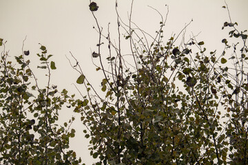 grass in the wind in Russia