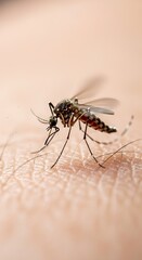 Mosquito Feeding on Human Skin Closeup.