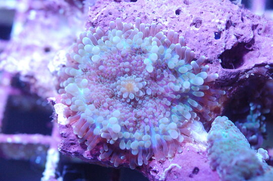 Ricordea Yuma-Rainbow - Ricordea yuma