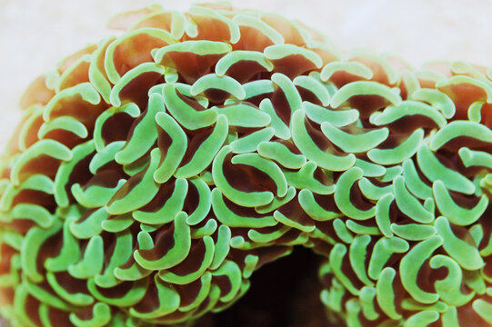 Metallic Green Wall Hammer Coral, Euphyllia ancora