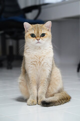 Golden cat green eye fluffy fur sitting indoor white floor cute alert pet whisker relaxed soft light domestic feline short hair