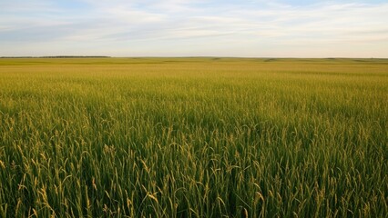 Golden wheat field under serene blue sky with wispy clouds