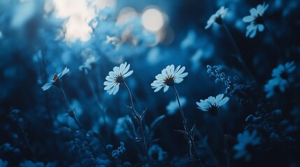 Enchanting Daisies in a Dreamy Blue Haze, A Serene Floral Landscape