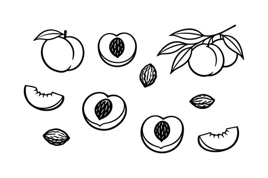Black and white peach illustrations with leaves and pits