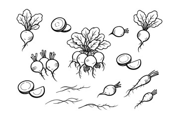 Hand-drawn beetroot illustrations with leaves and slices