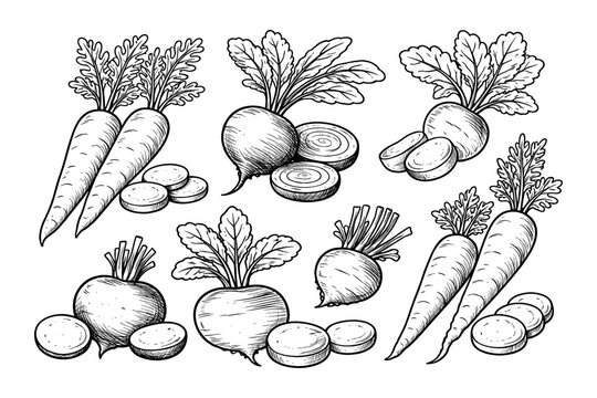 Hand-drawn carrots and beets sketch with slices and leaves