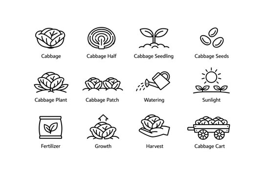 Cabbage growth stages: planting, watering, harvesting icons