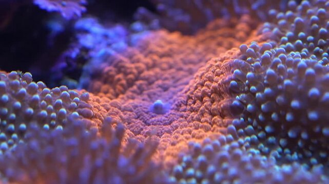 A macro pattern of blue anemone and fish creates an abstract sea texture on white coral