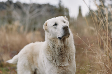 Fototapeta premium Dog, white, outdoor portrait in a field with tall grass, calm expression and fluffy fur, capturing a gentle canine in natural scenery