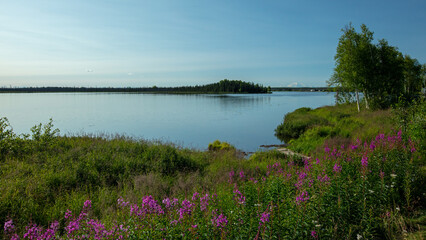 Fireweed Front Nancy Lake With