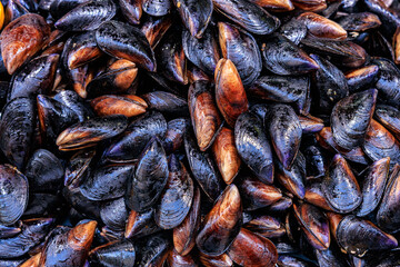 Close-up of freshly harvested mussels with shiny shells