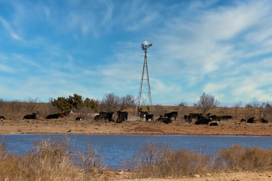 Cattle at stock tank and water well texas ranch wind mill