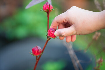 hand holding pink Roselle in garden