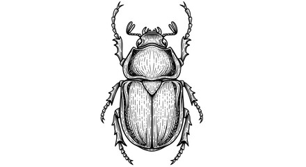 Fototapeta premium Detailed black and white line drawing of a horned beetle with textured body