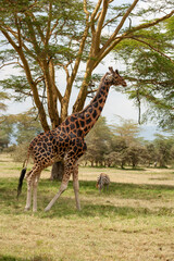 Fototapeta premium Rothschild Giraffe in the Lake Nakuru National Park , Kenya