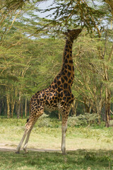 Obraz premium Rothschild Giraffe in the Lake Nakuru National Park , Kenya