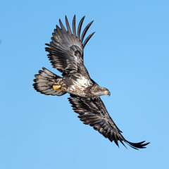 Fototapeta premium Immature Eagle in flight