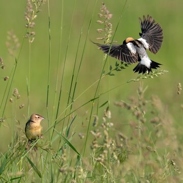 Bobolinks in a meadow.