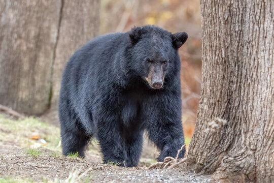 Black Bear foraging for food in NH