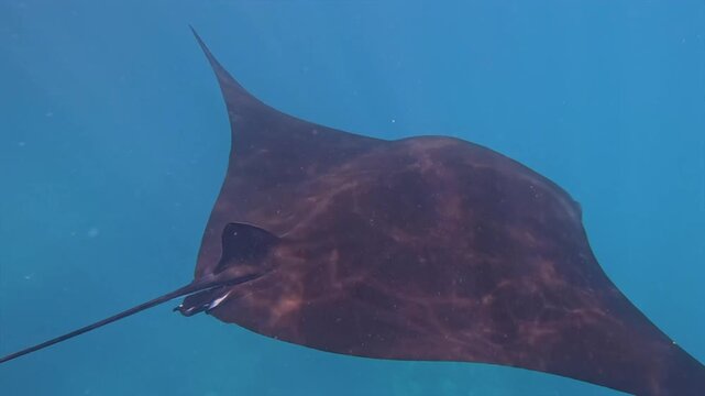 Giant manta rays swim gracefully in the clear waters near tropical coral reefs.