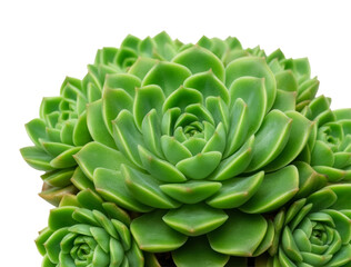 Fototapeta premium Vibrant Green Succulent Macro on Black Background Symbolizing Resilience, Fresh Growth, and Natural Elegance in Floral Design