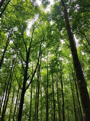 Obraz premium Landscape of forest tree