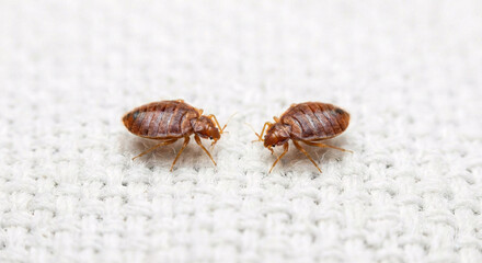 Obraz premium Bed bugs crawling on white textile extreme macro detail view