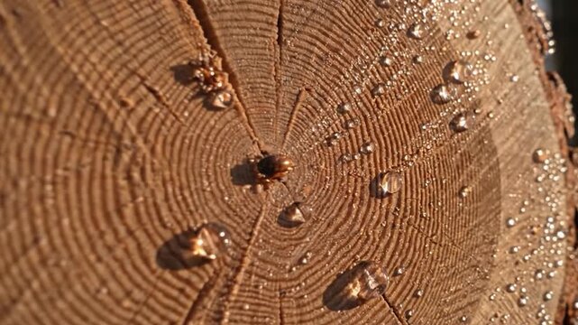 Close-up of a freshly cut tree trunk showing growth rings and water droplets.
