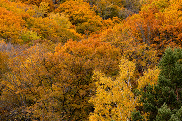 Fototapeta premium 北海道の秋 鮮やかに色付く広大な紅葉の森と黄金色の木々